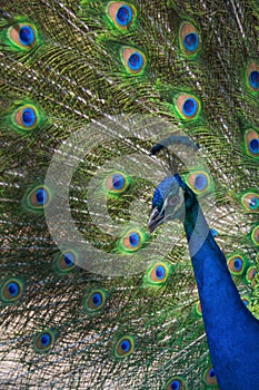 Profile of an adult peacock in full display