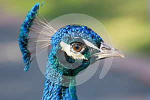 Profile of adult peacock head
