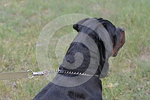 Profile of an adult rottweiler on a leash