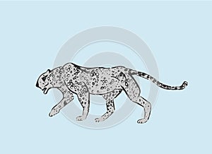 Profile of African Cheetah. Big cat hunting isolated on blue background. Acinonyx jubatus, walking wild cat. Savanna jaguar