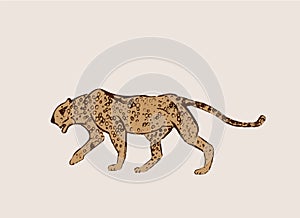 Profile of African Cheetah. Big cat hunting isolated on light background. Acinonyx jubatus, walking wild cat. Savanna jaguar