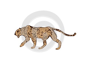 Profile of African Cheetah. Big cat hunting isolated on white background. Acinonyx jubatus, walking wild cat. Savanna jaguar