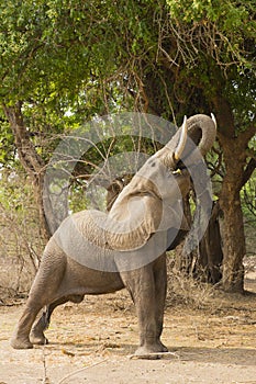 Profile of an African Elephant (Loxodonta africana) feeding