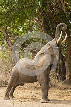 Profile of an African Elephant (Loxodonta africana) feeding