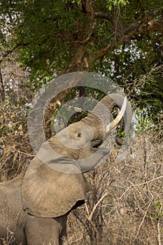Profile of an African Elephant (Loxodonta africana