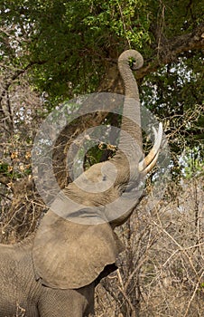 Profile of an African Elephant (Loxodonta africana) feeding