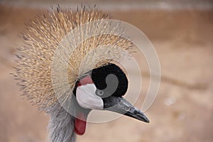 Profile of an African Grey Crowned Crane