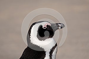 Profile of African penguin on the sand at Boulders Beach in Cape Town, South Africa.