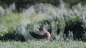 Profile of Alert Prairie Dog