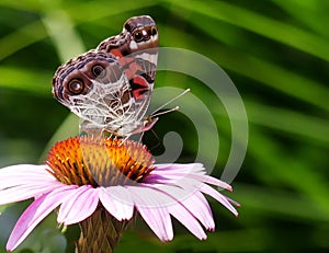 Profile of an American Painted Lady Butterfly on an Echinacea Flower