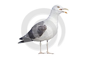 Profile of angry seagull on white background photo