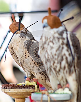 Profile for an arabian falcons