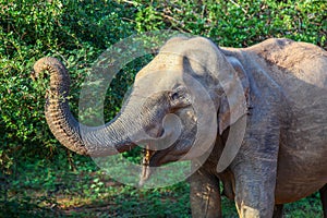 Profile of Asian elephant reaching trunk to eat leaves in Yala National Park