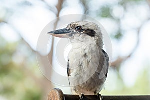 Profile of Attentive Kookaburra