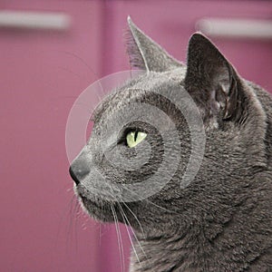 Profile of attentively looking russian blue cat
