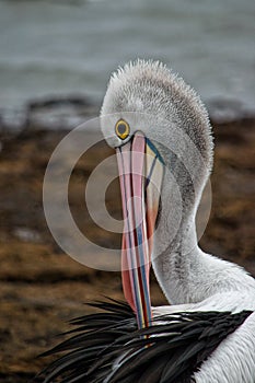 Profile of Australian Pelican