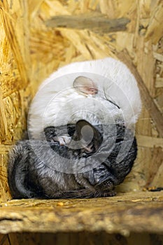 Profile of baby grey and white chinchillas sitting on each other on wooden shelf. Lovely and cute pet, background idea.