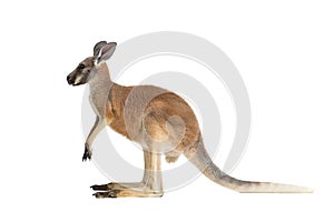 Profile of a Baby Red Kangaroo on a white