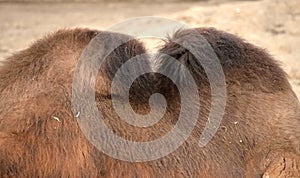 Profile of bactrian camel in zoo`s aviary