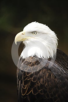 Profile of a Bald Eagle