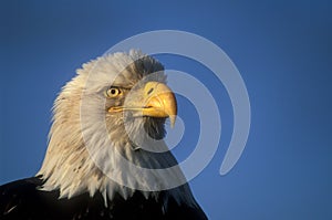 Profile of a bald eagle