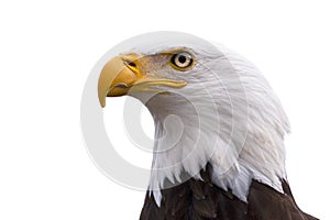 Profile of a Bald Eagle isolated on white