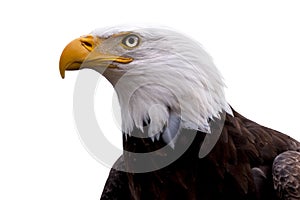 Profile of a Bald Eagle isolated on white
