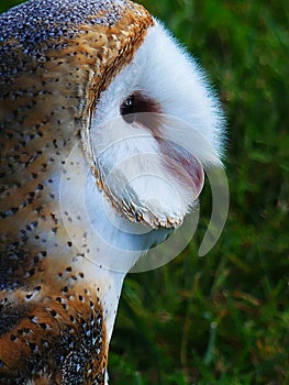 Profile of a Barn Owl with Feather Details