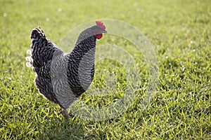 Profile of a barred rock hen chicken on a green lawn