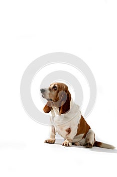 Profile of basset hound dog