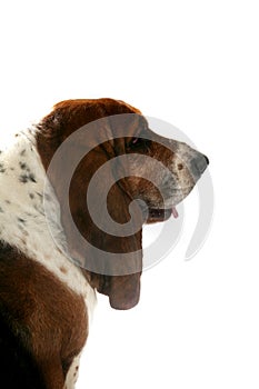 Profile of basset hound's brown head and long ears