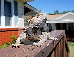 Profile of bearded dragon