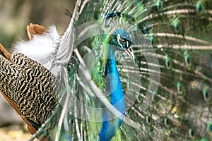 Beautiful male peacock