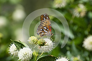 Profile of beautiful orange Gulf Fritillary Butterfly