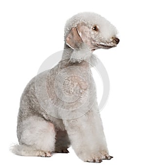 Profile of Bedlington terrier, sitting
