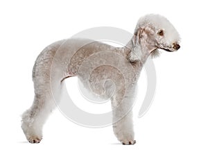 Profile of Bedlington terrier, standing