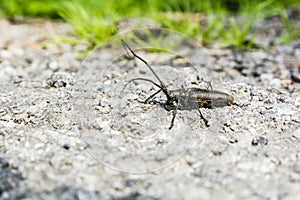 Profile beetle Monochamus sartor. photo