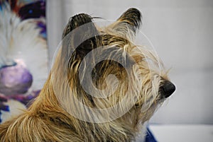 Profile of a Berger Picard Dog