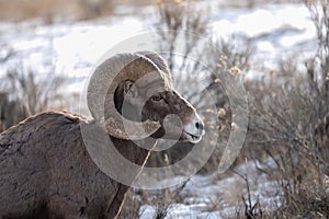 Profile of a Big Horn Sheep
