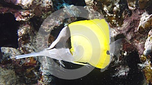 Profile of a  Big Longnose Butterflyfish