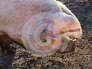 Profile of big mature pig in sunlight, close-up