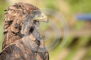 Profile of bird of prey