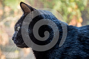 Profile of black Bombay cat with screen window behind.