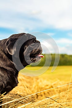 Profile of black pug dog with pink tongue hanging out mouth from heat on nature background