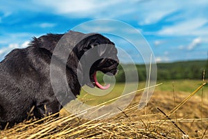 Profile of black pug dog yawning with pink tongue hanging out mouth from heat on nature background