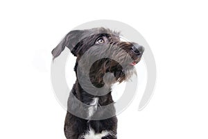 Profile black puppy dog looking away. attentive and interest expression face. obedience concept. Isolted on white background