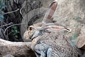 Profile of a Black-tailed jackrabbit
