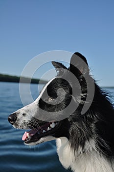 Profile of Black and White Dog
