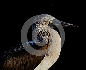 Profile of Blue Footed Boobie