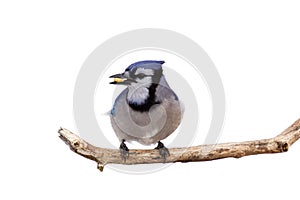 Profile of bluejay with a kernel of corn